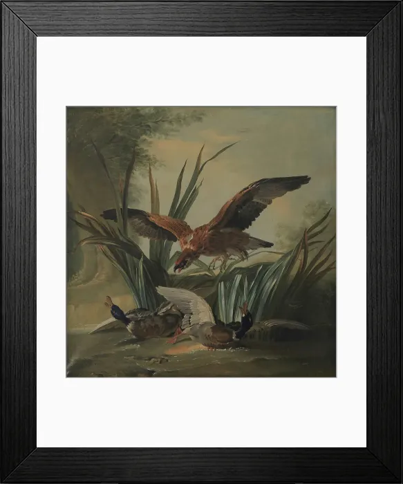 Framed Print : A Hawk Pouncing on a Pair of Ducks, 1701-1755. Creator: Unknown Framed Print : A Hawk Pouncing on a Pair of Ducks, 1701-1755. Creator: Unknown