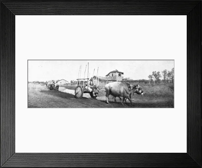 Framed Print : De Florina a Monastir; les chars macedonies, herisses de pieux et traines par des boeufs, 1916. Creator: Unknown Framed Print : De Florina a Monastir; les chars macedonies, herisses de pieux et traines par des boeufs, 1916. Creator: Unknown