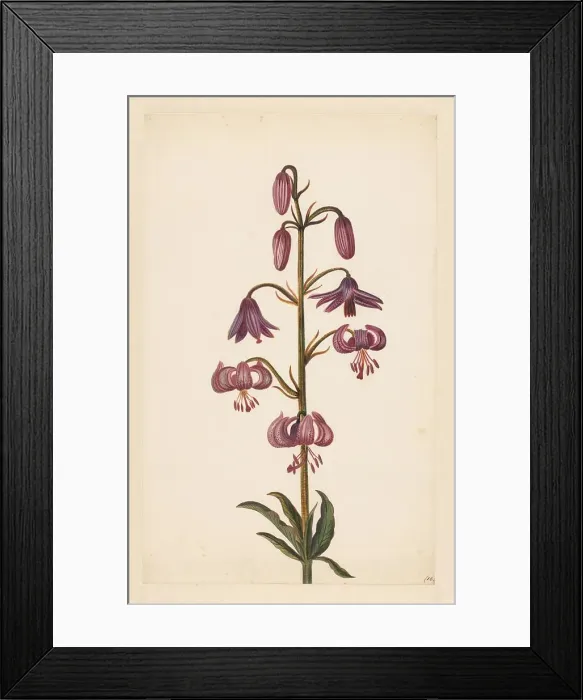 Framed Print : Martagon Lily (Lilium martagon), late 17th-early 18th century? Creator: Alida Withoos Framed Print : Martagon Lily (Lilium martagon), late 17th-early 18th century? Creator: Alida Withoos
