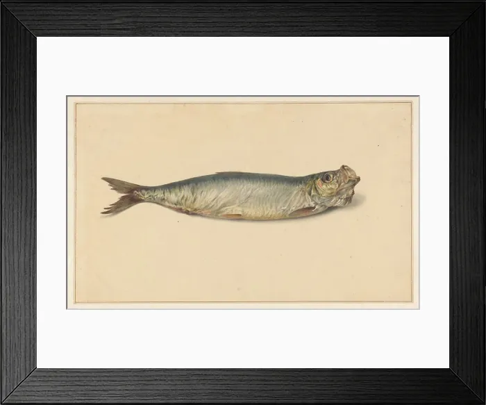 Framed Print : Herring, 1700-1800. Creator: Anon Framed Print : Herring, 1700-1800. Creator: Anon