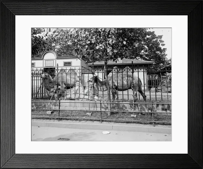 Framed Print : Camels in Central Park Zoo, New York, between 1900 and 1905. Creator: Unknown Framed Print : Camels in Central Park Zoo, New York, between 1900 and 1905. Creator: Unknown