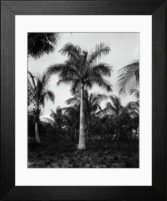 Framed Print : Royal palms at Cocoanut (i.e. Coconut) Grove, Miami, Fla. c1900. Creator: Unknown Framed Print : Royal palms at Cocoanut (i.e. Coconut) Grove, Miami, Fla. c1900. Creator: Unknown