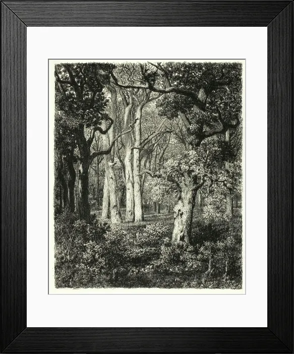 Framed Print : Old Oaks at Bas Bréau, c. 1865. Creator: Adolphe Martial Potemont Framed Print : Old Oaks at Bas Bréau, c. 1865. Creator: Adolphe Martial Potemont