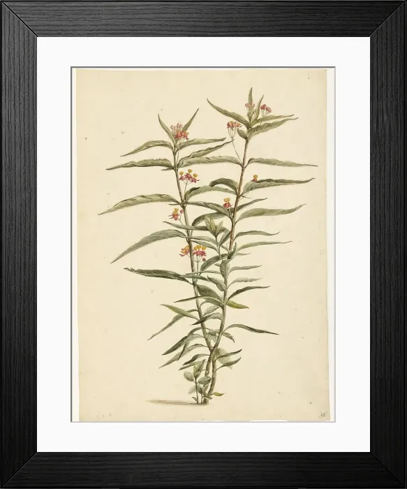 Framed Print : Flowering Frederiksbloem (Asclepias Curassavica), 1668-1729. Creator: Vincent Laurentz van der Vinne I Framed Print : Flowering Frederiksbloem (Asclepias Curassavica), 1668-1729. Creator: Vincent Laurentz van der Vinne I