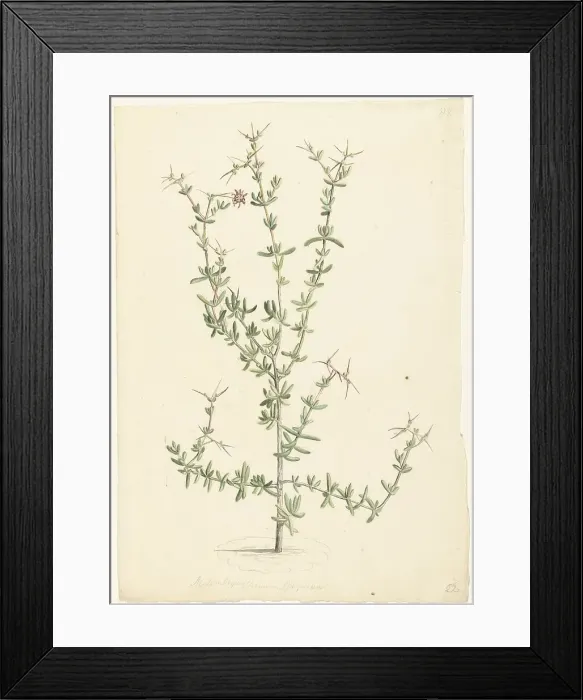 Framed Print : Mesembryanthemum spinosum, 1668-1729. Creator: Vincent Laurentz van der Vinne I Framed Print : Mesembryanthemum spinosum, 1668-1729. Creator: Vincent Laurentz van der Vinne I