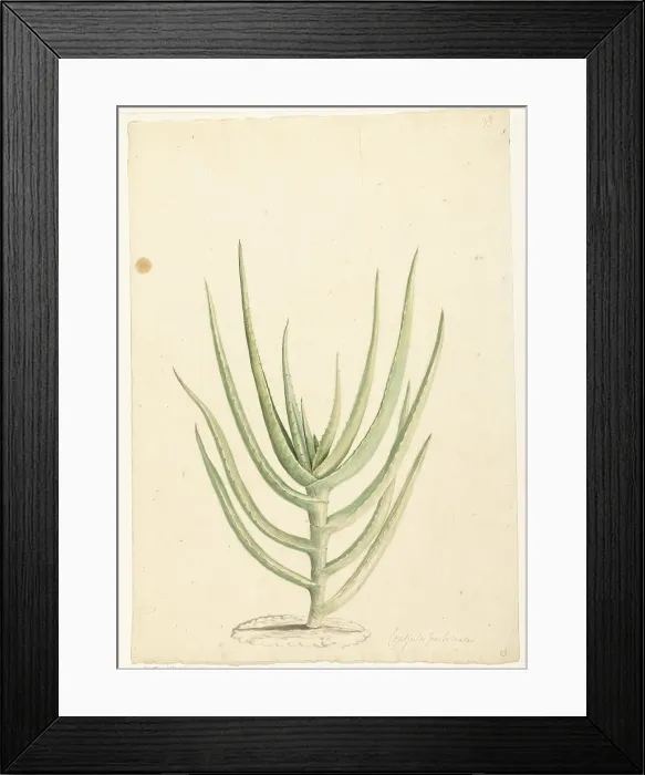 Framed Print : Crassula perfoliata, 1668-1729. Creator: Vincent Laurentz van der Vinne I Framed Print : Crassula perfoliata, 1668-1729. Creator: Vincent Laurentz van der Vinne I