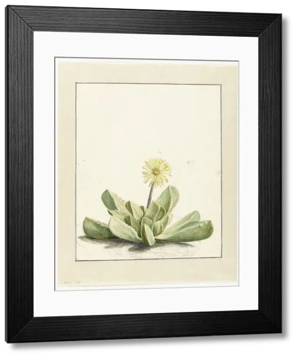 Framed Print : Flowering Mesembryanthemum, 1668-1729. Creator: Vincent Laurentz van der Vinne I Framed Print : Flowering Mesembryanthemum, 1668-1729. Creator: Vincent Laurentz van der Vinne I