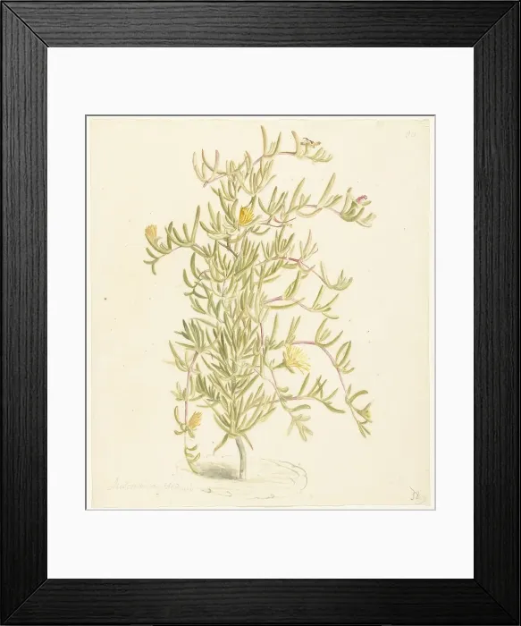 Framed Print : Flowering Mesembryanthemum from the Aizoaceae family, 1668-1729. Creator: Vincent Laurentz van der Vinne I Framed Print : Flowering Mesembryanthemum from the Aizoaceae family, 1668-1729. Creator: Vincent Laurentz van der Vinne I