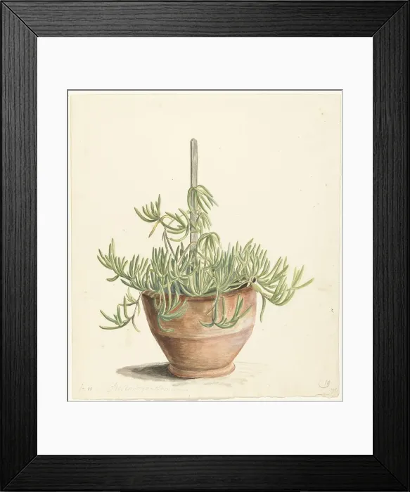 Framed Print : Mesembryanthemum from the Aizoaceae family, 1668-1729. Creator: Vincent Laurentz van der Vinne I Framed Print : Mesembryanthemum from the Aizoaceae family, 1668-1729. Creator: Vincent Laurentz van der Vinne I