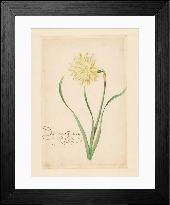 Framed Print : Double, 1650-1699. Creator: Anon Framed Print : Double, 1650-1699. Creator: Anon