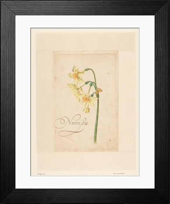 Framed Print : Daffodil, 1650-1699. Creator: Anon Framed Print : Daffodil, 1650-1699. Creator: Anon