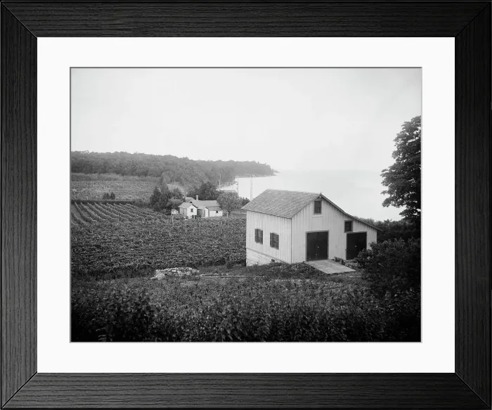 Framed Print : Vineyards, Put-in-Bay, Ohio, between 1880 and 1899. Creator: Unknown Framed Print : Vineyards, Put-in-Bay, Ohio, between 1880 and 1899. Creator: Unknown