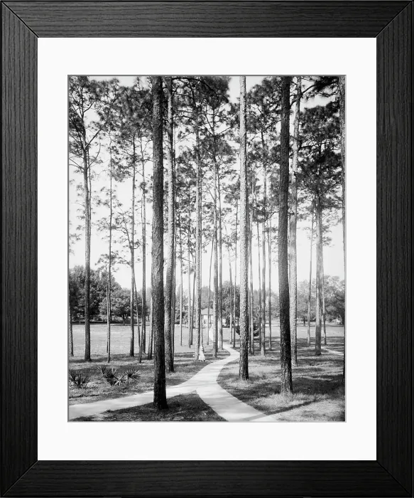 Framed Print : Pines at the College Arms Hotel, De Land, Fla. c1904. Creator: Unknown Framed Print : Pines at the College Arms Hotel, De Land, Fla. c1904. Creator: Unknown