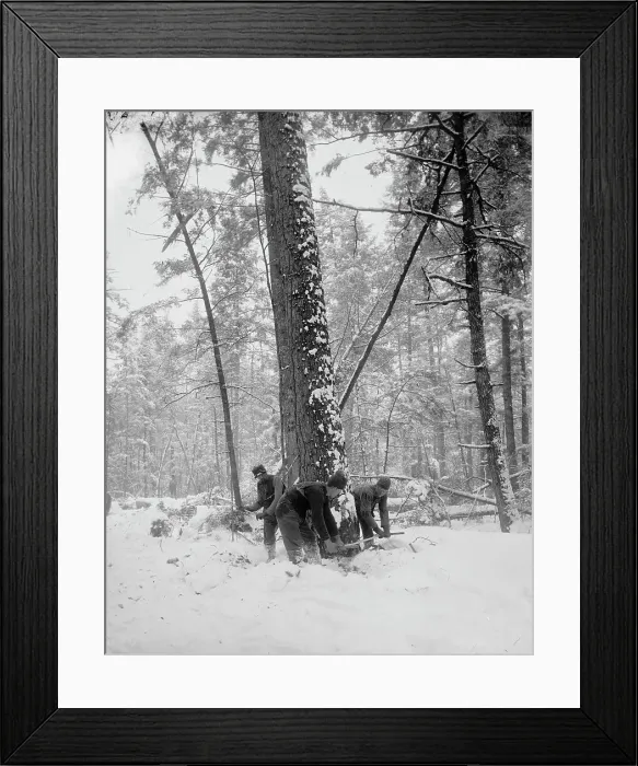 Framed Print : Logging, felling the tree, between 1880 and 1899. Creator: Unknown Framed Print : Logging, felling the tree, between 1880 and 1899. Creator: Unknown