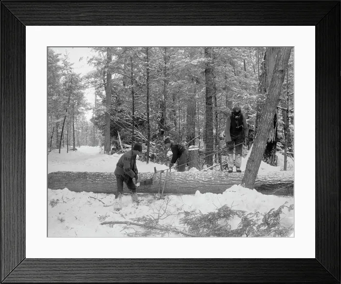 Framed Print : Logging, cutting lengths, between 1880 and 1899. Creator: Unknown Framed Print : Logging, cutting lengths, between 1880 and 1899. Creator: Unknown