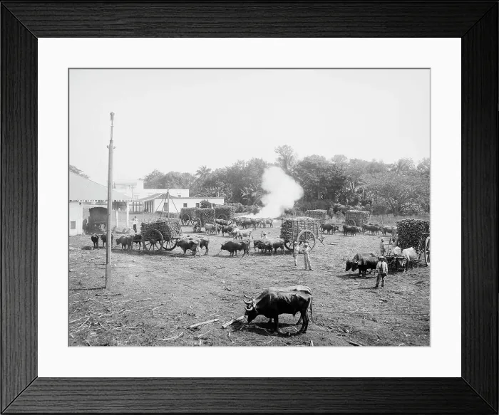 Framed Print : Weighing sugar cane before unloading at the mill, c1904. Creator: Unknown Framed Print : Weighing sugar cane before unloading at the mill, c1904. Creator: Unknown