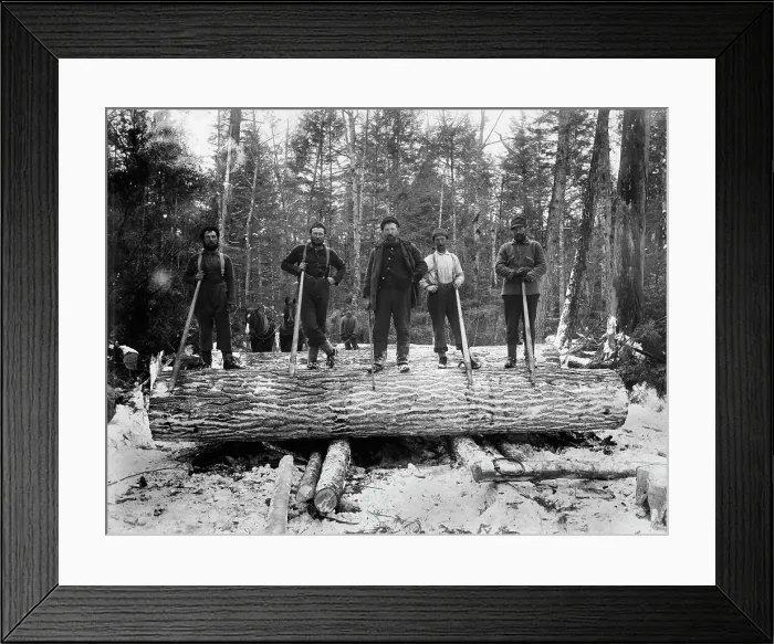 Framed Print : The Loggers, between 1880 and 1899. Creator: Unknown Framed Print : The Loggers, between 1880 and 1899. Creator: Unknown
