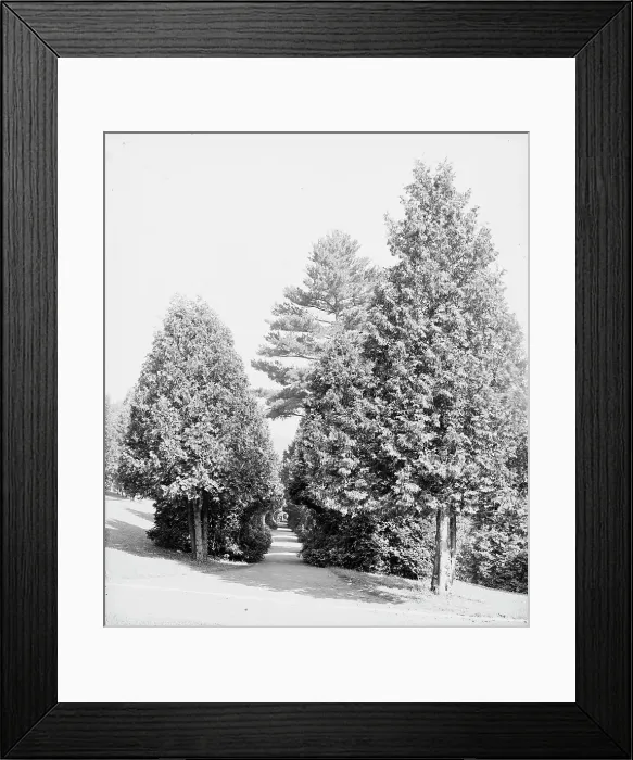 Framed Print : Half through the cedars, Fort William Henry Hotel, Lake George, N.Y. between 1900 and 1905. Creator: Unknown Framed Print : Half through the cedars, Fort William Henry Hotel, Lake George, N.Y. between 1900 and 1905. Creator: Unknown