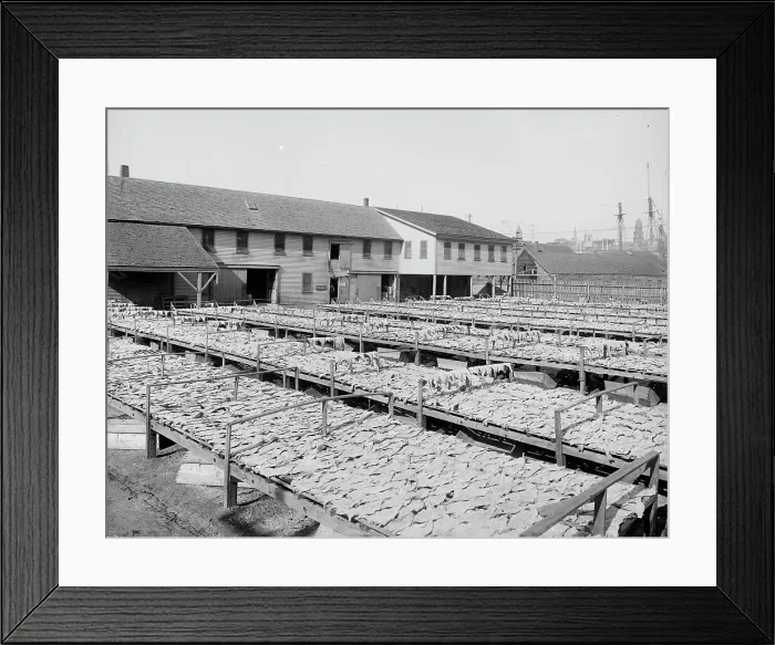 Framed Print : Fish flakes, Gloucester, Mass. c1905. Creator: Unknown Framed Print : Fish flakes, Gloucester, Mass. c1905. Creator: Unknown