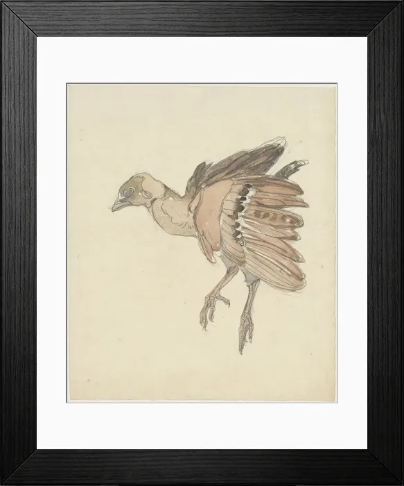 Framed Print : Dead bird (partridge?), 1873-1917. Creator: Theo van Hoytema Framed Print : Dead bird (partridge?), 1873-1917. Creator: Theo van Hoytema