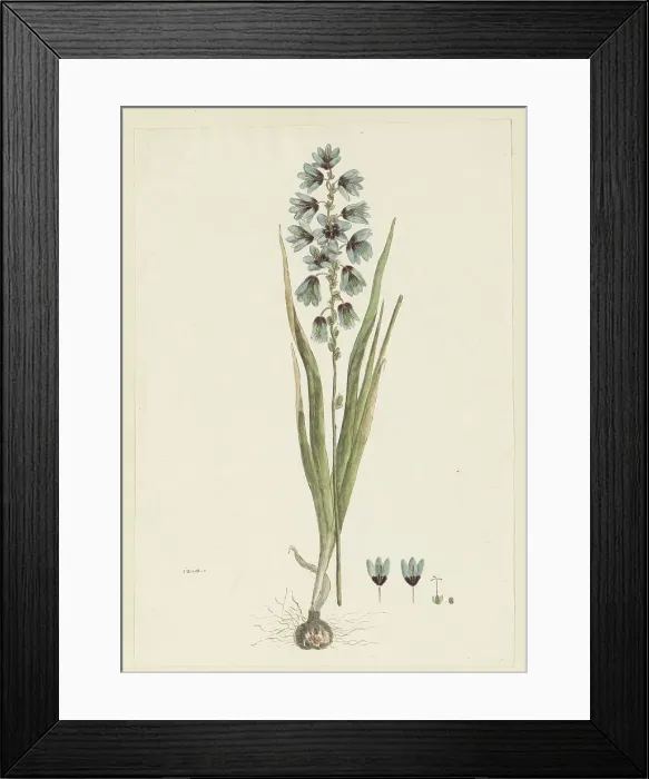 Framed Print : Ixia viridiflora lamb. 1777-1786. Creator: Robert Jacob Gordon Framed Print : Ixia viridiflora lamb. 1777-1786. Creator: Robert Jacob Gordon