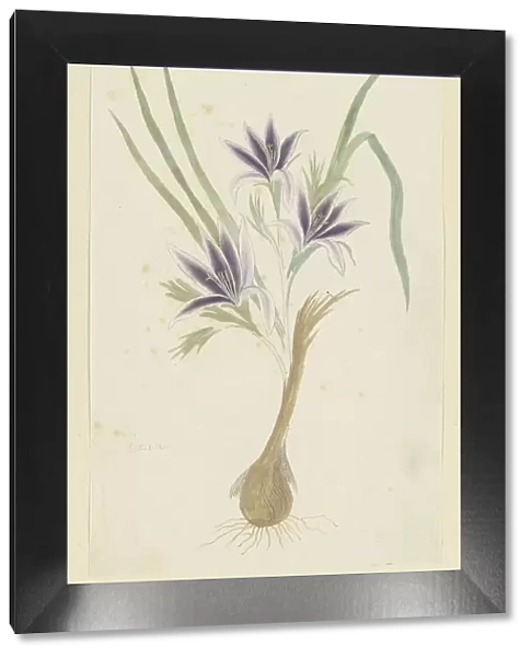 Babiana sambucina (Jacq.) Ker Gawl. (Bobbejaantje), 1777-1786. Creator: Robert Jacob Gordon