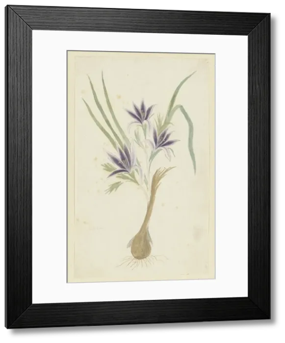 Framed Print : Babiana sambucina (Jacq.) Ker Gawl. (Bobbejaantje), 1777-1786. Creator: Robert Jacob Gordon Framed Print : Babiana sambucina (Jacq.) Ker Gawl. (Bobbejaantje), 1777-1786. Creator: Robert Jacob Gordon