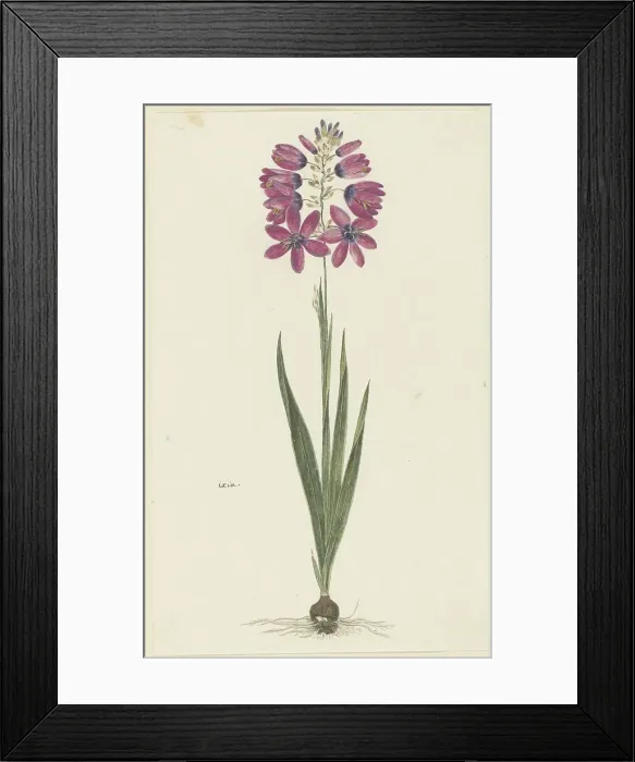 Framed Print : Ixia lutea eckkl. var. Ovata. 1777-1786. Creator: Robert Jacob Gordon Framed Print : Ixia lutea eckkl. var. Ovata. 1777-1786. Creator: Robert Jacob Gordon