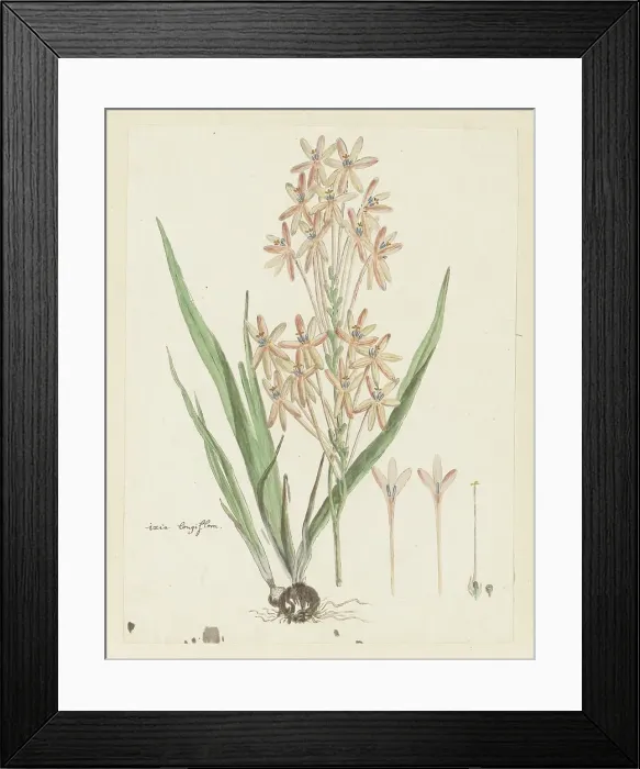 Framed Print : Ixia paniculata D.Delaroche, 1777-1786. Creator: Robert Jacob Gordon Framed Print : Ixia paniculata D.Delaroche, 1777-1786. Creator: Robert Jacob Gordon