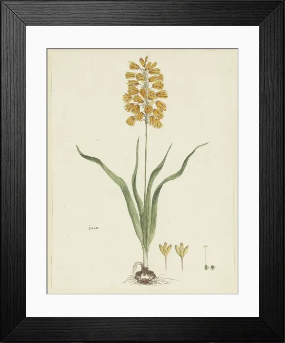 Framed Print : Ixia odorata Ker. Gawl. 1777-1786. Creator: Robert Jacob Gordon Framed Print : Ixia odorata Ker. Gawl. 1777-1786. Creator: Robert Jacob Gordon