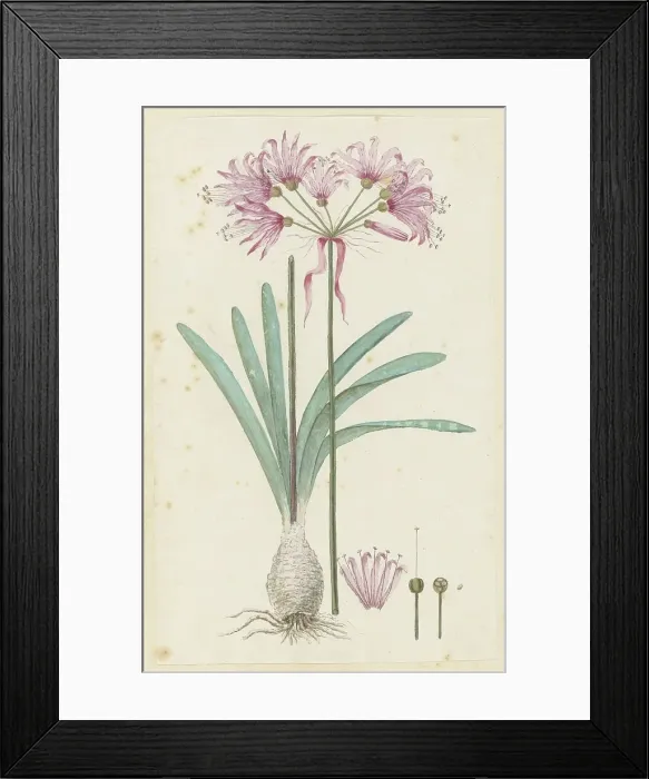 Framed Print : Nerine humilis (Jacq.) Herb. (Amaryllis humilis), 1777-1786. Creator: Robert Jacob Gordon Framed Print : Nerine humilis (Jacq.) Herb. (Amaryllis humilis), 1777-1786. Creator: Robert Jacob Gordon