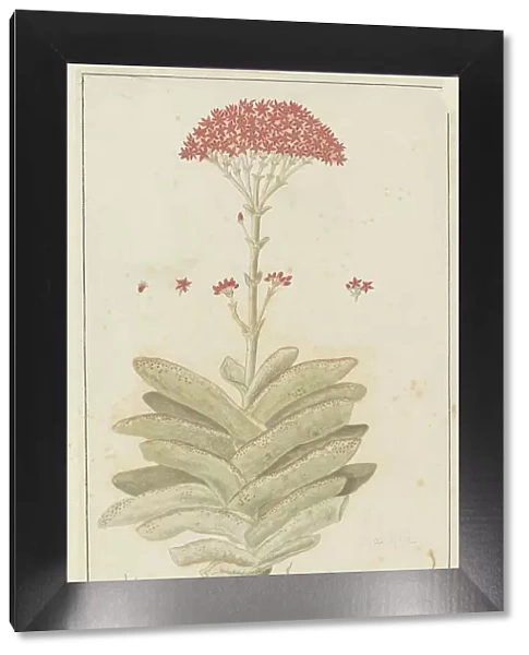 Crassula perfoliata L. (Sekelblaarplakkie), 1777-1786. Creator: Robert Jacob Gordon