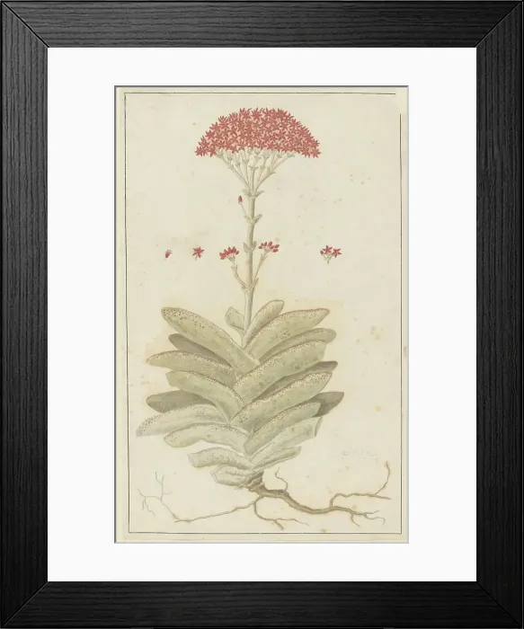Framed Print : Crassula perfoliata L. (Sekelblaarplakkie), 1777-1786. Creator: Robert Jacob Gordon