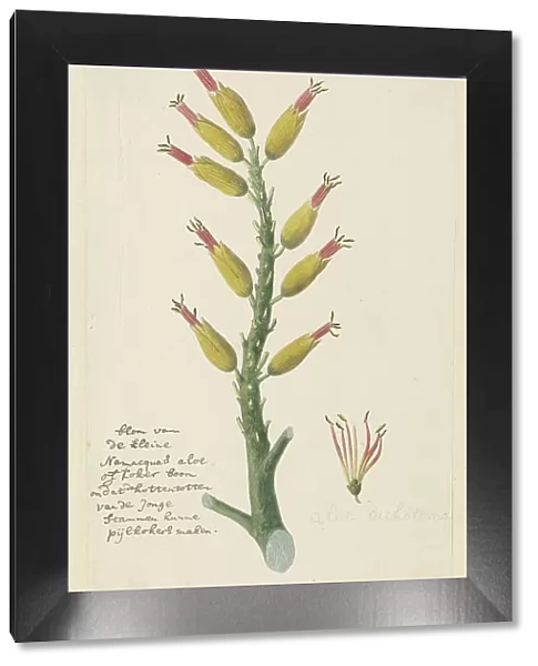 Aloe dichotoma Masson (Quiver tree or Kokerboom), 1777-1786. Creator: Robert Jacob Gordon