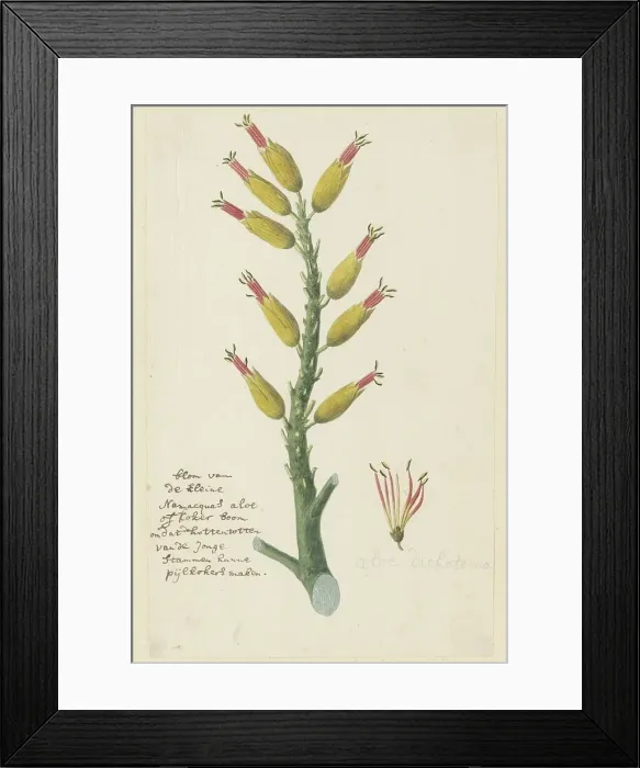 Framed Print : Aloe dichotoma Masson (Quiver tree or Kokerboom), 1777-1786. Creator: Robert Jacob Gordon Framed Print : Aloe dichotoma Masson (Quiver tree or Kokerboom), 1777-1786. Creator: Robert Jacob Gordon