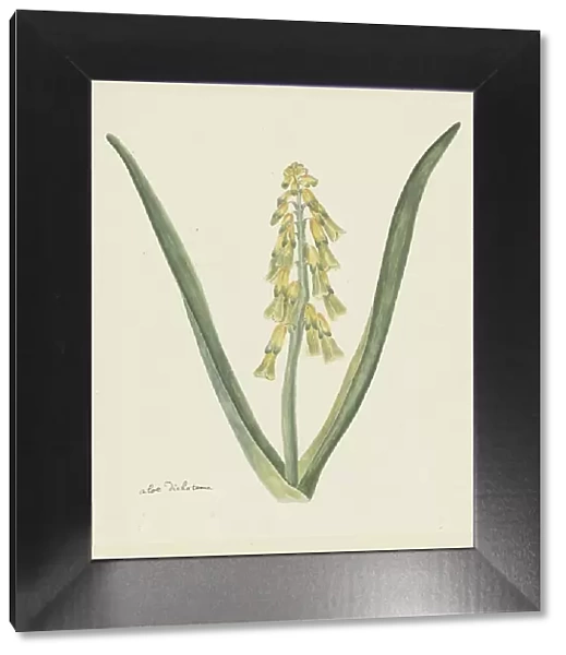 Lachenalia aloides (L.f.) Engl. (Opal flower), 1777-1786. Creator: Robert Jacob Gordon