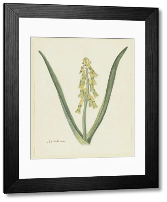 Framed Print : Lachenalia aloides (L.f.) Engl. (Opal flower), 1777-1786. Creator: Robert Jacob Gordon Framed Print : Lachenalia aloides (L.f.) Engl. (Opal flower), 1777-1786. Creator: Robert Jacob Gordon