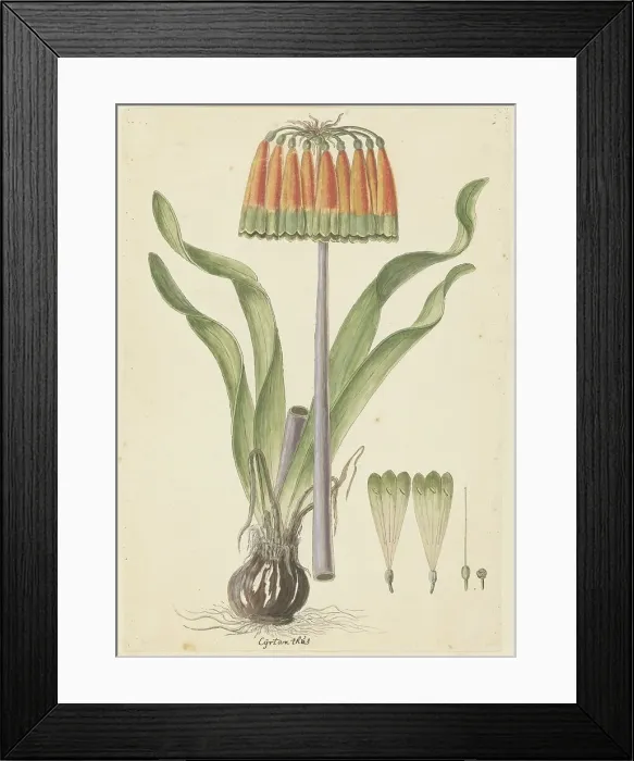 Framed Print : Cyranthus obliquus (L.f.) Aiton (Knysna lily), 1777-1786. Creator: Robert Jacob Gordon Framed Print : Cyranthus obliquus (L.f.) Aiton (Knysna lily), 1777-1786. Creator: Robert Jacob Gordon