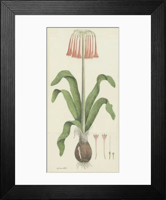 Framed Print : Cyrtanthus carneus Lindl. (Sand-lily), 1777-1786. Creator: Robert Jacob Gordon Framed Print : Cyrtanthus carneus Lindl. (Sand-lily), 1777-1786. Creator: Robert Jacob Gordon