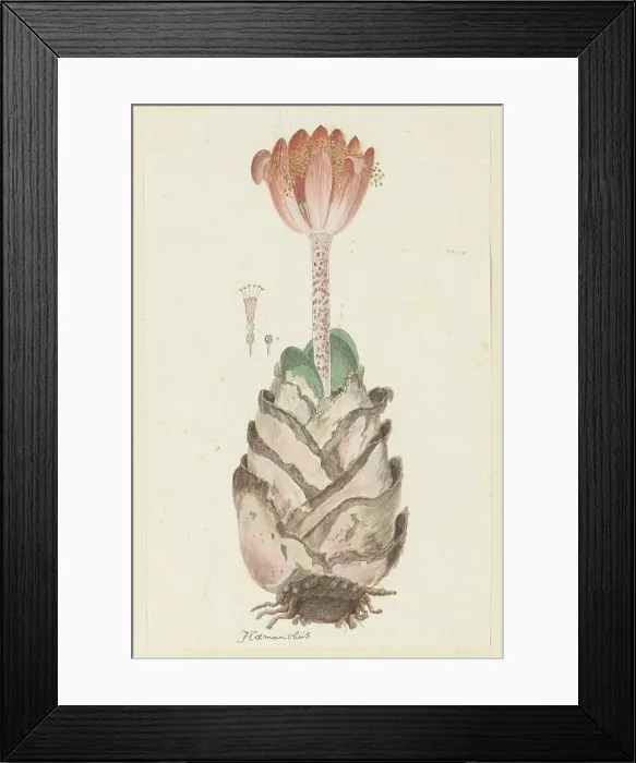 Framed Print : Haemanthus coccineus L. (Blood flower), 1777-1786. Creator: Robert Jacob Gordon Framed Print : Haemanthus coccineus L. (Blood flower), 1777-1786. Creator: Robert Jacob Gordon