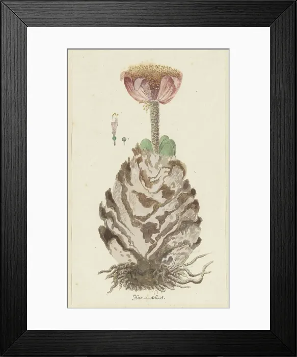 Framed Print : Haemanthus coccineus L. (Blood flower), 1777-1786. Creator: Robert Jacob Gordon Framed Print : Haemanthus coccineus L. (Blood flower), 1777-1786. Creator: Robert Jacob Gordon