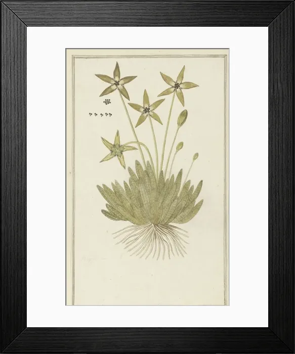 Framed Print : Tridentea pedunculata (Masson) L.C. Leach (Stapelia), 1777-1786. Creator: Robert Jacob Gordon Framed Print : Tridentea pedunculata (Masson) L.C. Leach (Stapelia), 1777-1786. Creator: Robert Jacob Gordon