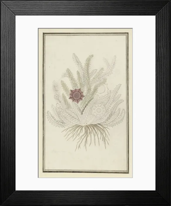 Framed Print : Huernia guttata (Masson) Haw. (Stapelia Guttata), 1777-1786. Creator: Robert Jacob Gordon Framed Print : Huernia guttata (Masson) Haw. (Stapelia Guttata), 1777-1786. Creator: Robert Jacob Gordon