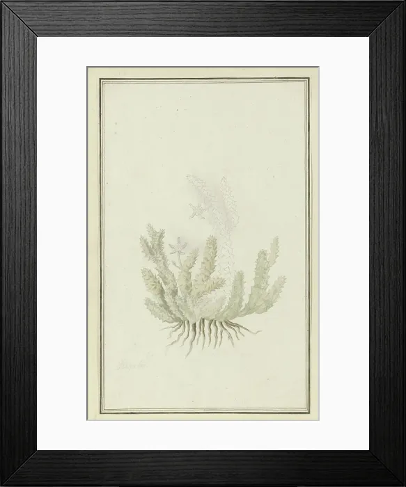 Framed Print : Duvalia caespitosa (Masson) Haw (Milkweed), 1777-1786. Creator: Robert Jacob Gordon