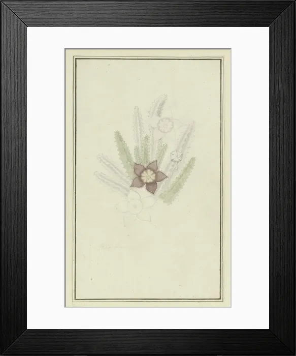 Framed Print : Stapelia hirsute L. (Starfish flower), 1777-1786. Creator: Robert Jacob Gordon Framed Print : Stapelia hirsute L. (Starfish flower), 1777-1786. Creator: Robert Jacob Gordon