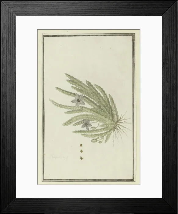 Framed Print : Stapelia paniculata Willd.(Small starfish flower), 1777-1786. Creator: Robert Jacob Gordon Framed Print : Stapelia paniculata Willd.(Small starfish flower), 1777-1786. Creator: Robert Jacob Gordon