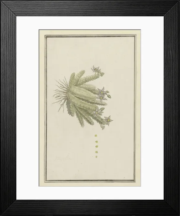 Framed Print : Piaranthus geminatus (Masson) N.E. Br.(Milkweed), 1777-1786. Creator: Robert Jacob Gordon Framed Print : Piaranthus geminatus (Masson) N.E. Br.(Milkweed), 1777-1786. Creator: Robert Jacob Gordon