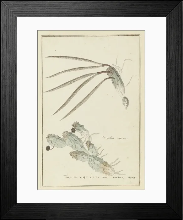 Framed Print : Pectinaria articulata (Ait.) Haw. 1777-1786. Creator: Robert Jacob Gordon Framed Print : Pectinaria articulata (Ait.) Haw. 1777-1786. Creator: Robert Jacob Gordon