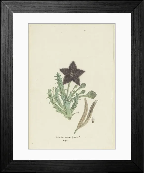 Framed Print : Tridentea gemmiflora (Masson) Haw. (Stapelia gemmiflora), 1777-1786. Creator: Robert Jacob Gordon Framed Print : Tridentea gemmiflora (Masson) Haw. (Stapelia gemmiflora), 1777-1786. Creator: Robert Jacob Gordon