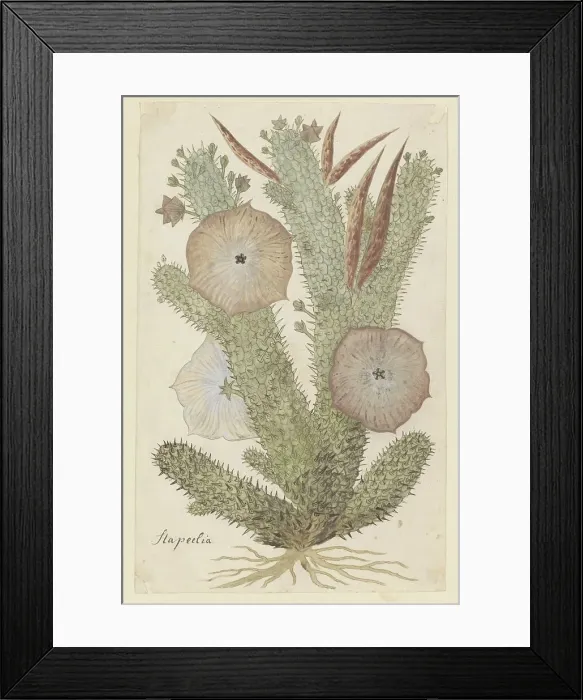 Framed Print : Hoodia gordonii (Bushman's hat), 1777-1786. Creator: Robert Jacob Gordon Framed Print : Hoodia gordonii (Bushman's hat), 1777-1786. Creator: Robert Jacob Gordon